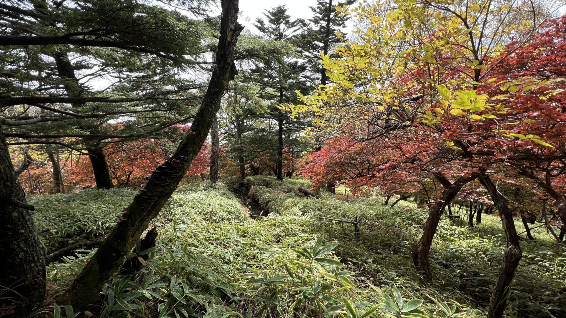 Autumn foliage Nikko